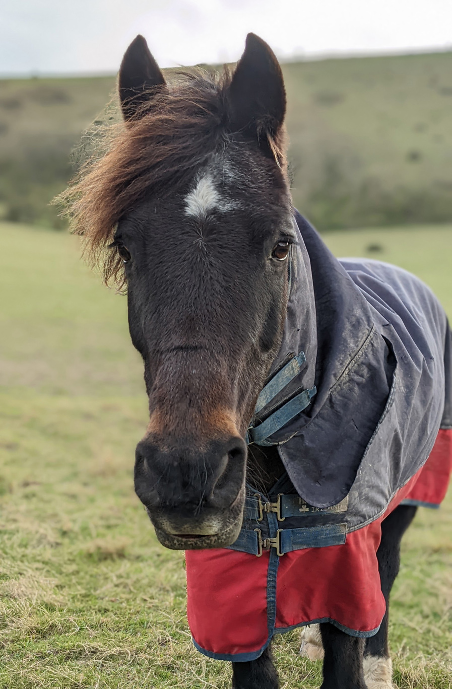 bugsy in field